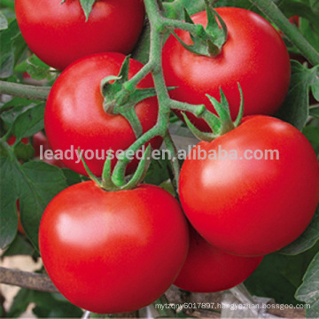 T05 Jinxia early maturity f1 hybrid determinate tomato seeds from China